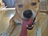 Emery dog tongue